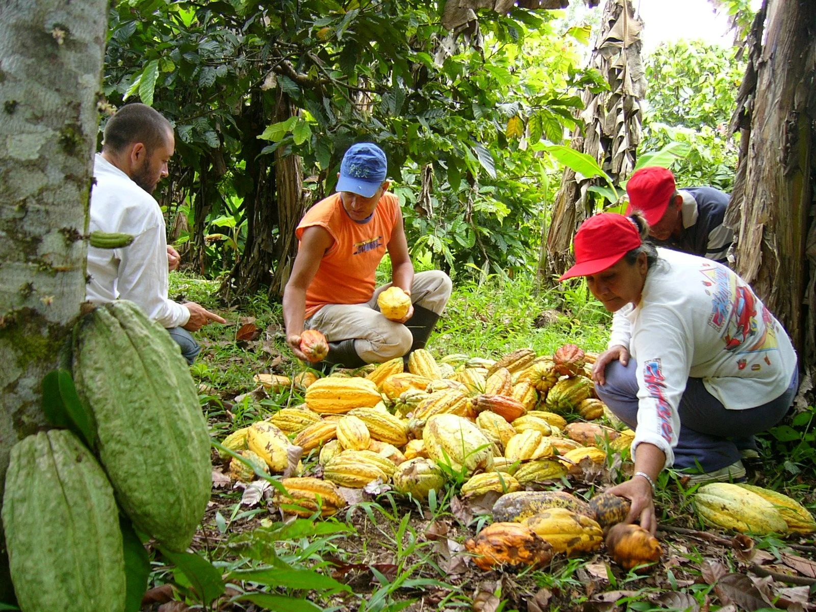 Cacao Tours