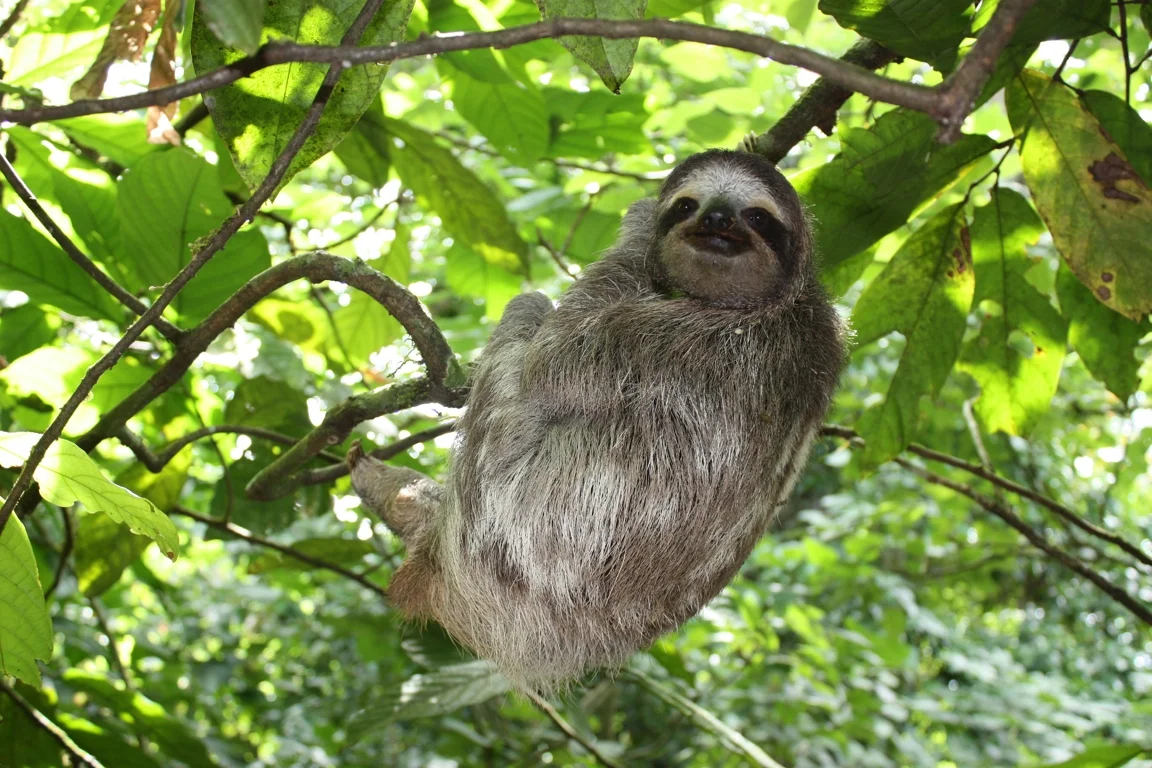 Local Wildlife